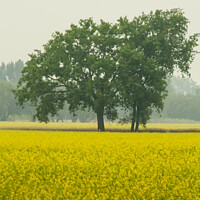 Buy canvas prints of Trees in a Canola Field by STEPHEN THOMAS