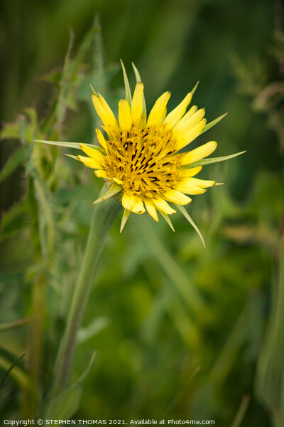 Yellow Salsify Flower Picture Board by STEPHEN THOMAS