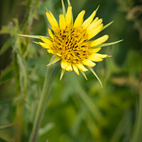 Buy canvas prints of Yellow Salsify Flower by STEPHEN THOMAS