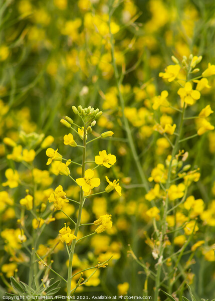 Canola Close-up Picture Board by STEPHEN THOMAS