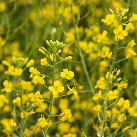 Buy canvas prints of Canola Close-up by STEPHEN THOMAS