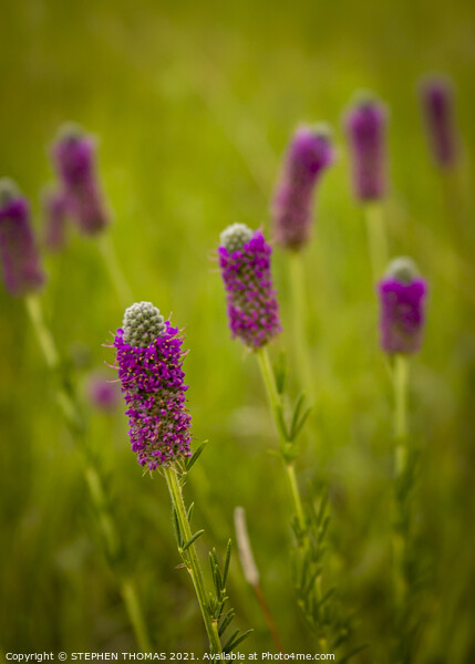 Purple Prairie Clover 2 Picture Board by STEPHEN THOMAS