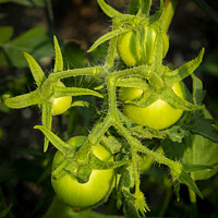 Buy canvas prints of Young Tomatoes by STEPHEN THOMAS