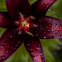 Buy canvas prints of Purple Lily by STEPHEN THOMAS