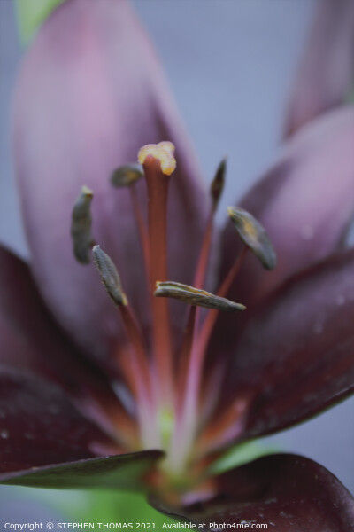 Purple Lily Macro Picture Board by STEPHEN THOMAS