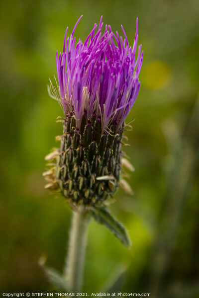 Thistle Flower Picture Board by STEPHEN THOMAS