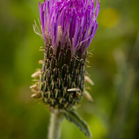 Buy canvas prints of Thistle Flower by STEPHEN THOMAS