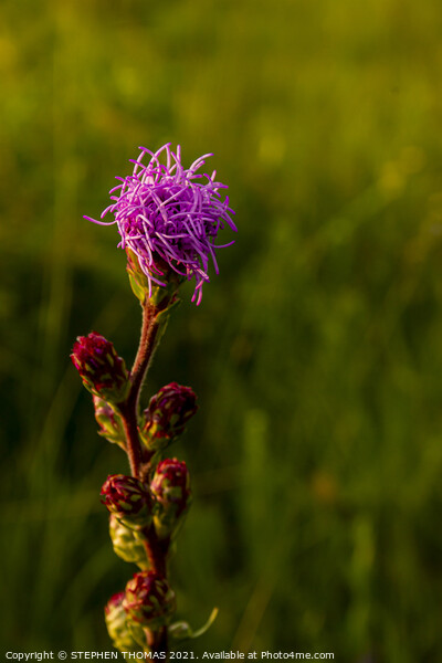 Purple Monster - Blazing Star plant Picture Board by STEPHEN THOMAS