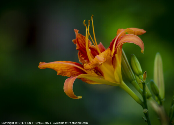 Orange Daylily                                            Picture Board by STEPHEN THOMAS