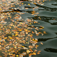 Buy canvas prints of Leaf Float by STEPHEN THOMAS