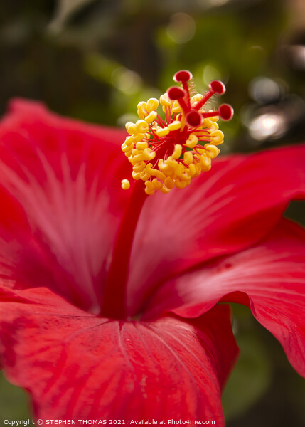 Red Hibiscus Picture Board by STEPHEN THOMAS