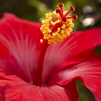 Buy canvas prints of Red Hibiscus by STEPHEN THOMAS