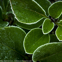 Buy canvas prints of Frosted Lilac Shoots by STEPHEN THOMAS