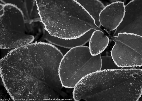 Frosted Lilac Shoots B/W Picture Board by STEPHEN THOMAS
