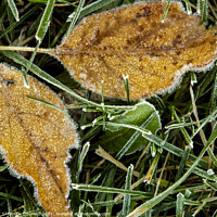 Buy canvas prints of Frosty Golden Leaves On Lawn by STEPHEN THOMAS
