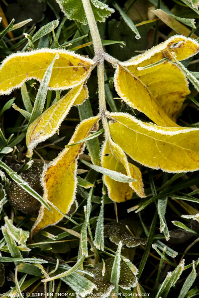 Yellow Frosty Leaves in the grass Picture Board by STEPHEN THOMAS