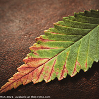Buy canvas prints of Leaf on Leather by STEPHEN THOMAS