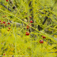 Buy canvas prints of Wild Asparagus Berries by STEPHEN THOMAS