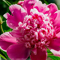Buy canvas prints of Pink Peony with Ant by STEPHEN THOMAS