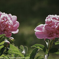Buy canvas prints of Pink Peony Flowers and Buds by STEPHEN THOMAS