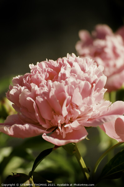 Pretty Pink Peony Picture Board by STEPHEN THOMAS