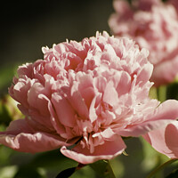 Buy canvas prints of Pretty Pink Peony by STEPHEN THOMAS