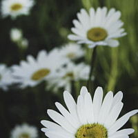 Buy canvas prints of Wild Daisy by STEPHEN THOMAS