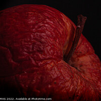 Buy canvas prints of Wrinkled Apple 2 by STEPHEN THOMAS