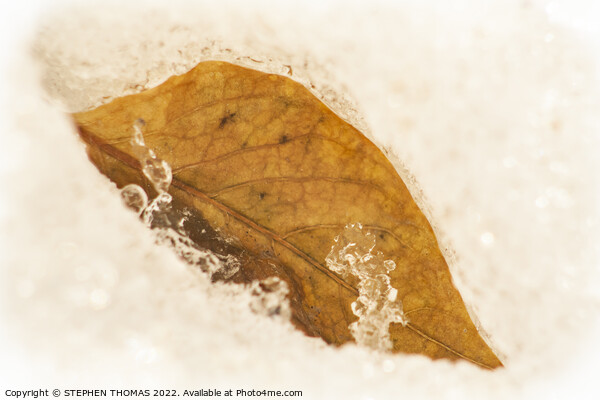 Golden Leaf in Spring Snow Picture Board by STEPHEN THOMAS