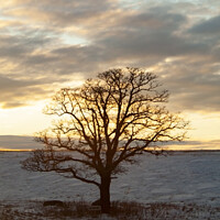 Buy canvas prints of Albert The Tree at Sunset by STEPHEN THOMAS
