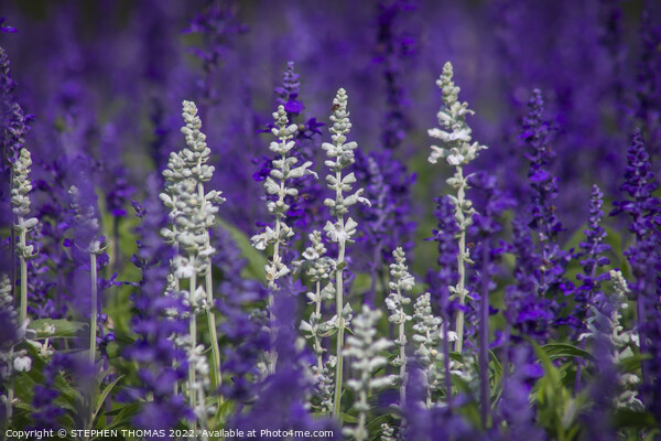 White and Lavender Forest Picture Board by STEPHEN THOMAS