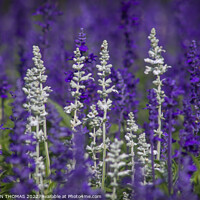Buy canvas prints of White and Lavender Forest by STEPHEN THOMAS