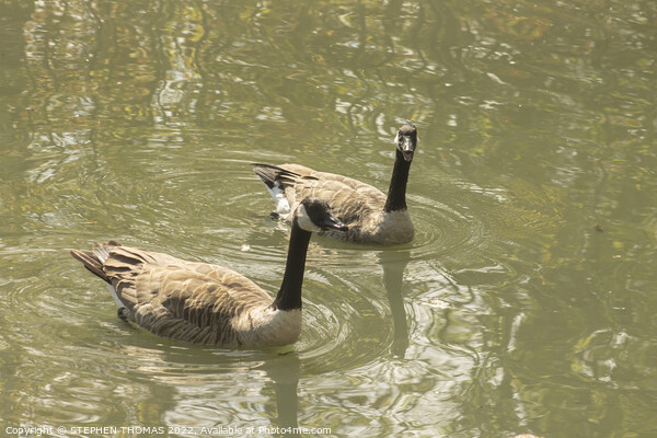 Canada Geese - Nice Day For A Swim, Eh? Picture Board by STEPHEN THOMAS