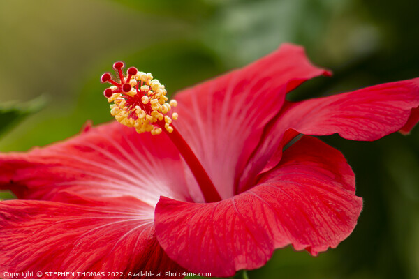 Red Hibiscus Flower Picture Board by STEPHEN THOMAS