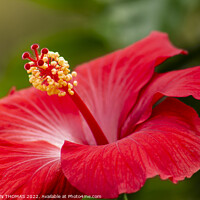 Buy canvas prints of Red Hibiscus Flower by STEPHEN THOMAS