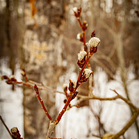 Buy canvas prints of Catkins by STEPHEN THOMAS