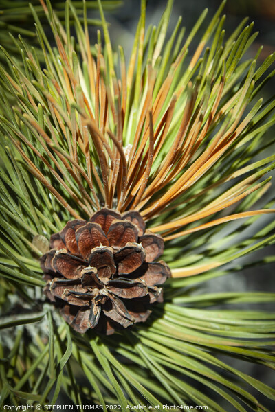 Pine Cone and Needles Picture Board by STEPHEN THOMAS