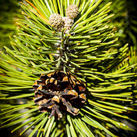 Buy canvas prints of Pine Buds, Cone and Needles  by STEPHEN THOMAS
