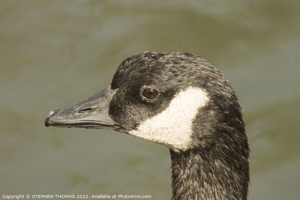 Canada Goose Head Shot Picture Board by STEPHEN THOMAS