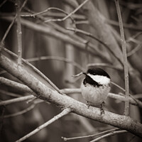 Buy canvas prints of Chickadee in B&W Sepia Tone by STEPHEN THOMAS