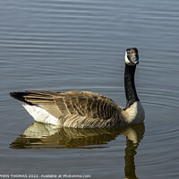 Buy canvas prints of Canada Goose- I'm watching you by STEPHEN THOMAS