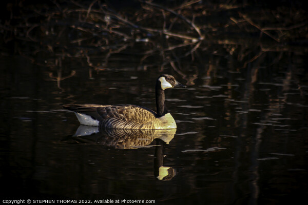 Canada Goose, Golden Hour Swim Picture Board by STEPHEN THOMAS