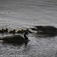 Buy canvas prints of Canada Geese Family Morning Swim by STEPHEN THOMAS