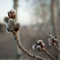 Buy canvas prints of Poplar Catkins in the Evening by STEPHEN THOMAS