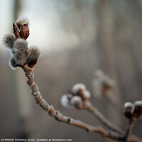 Buy canvas prints of Poplar Catkins in the Evening short DOF by STEPHEN THOMAS