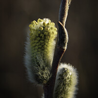 Buy canvas prints of Yellow Pussy Willow by STEPHEN THOMAS