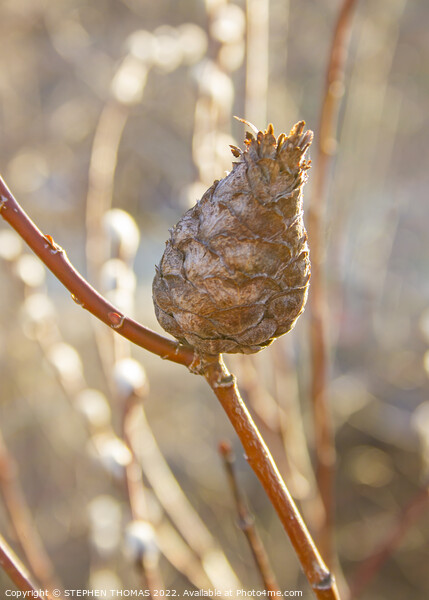 Pine Cone Willow Gall Picture Board by STEPHEN THOMAS