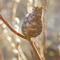 Buy canvas prints of Pine Cone Willow Gall by STEPHEN THOMAS