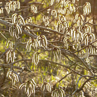 Buy canvas prints of Catkins Glow by STEPHEN THOMAS