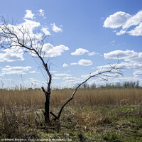 Buy canvas prints of Dead Tree in The Transcona Bioreserve by STEPHEN THOMAS
